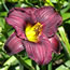 Hemerocallis Norman Lee Hennell